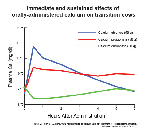 Immediate&SustainedEffectsofCalcium-01